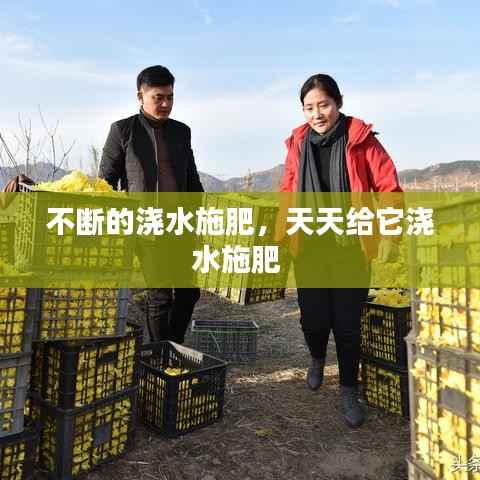 不断的浇水施肥,天天给它浇水施肥