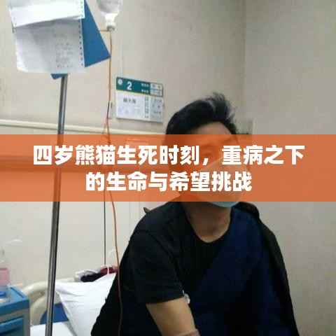四岁熊猫生死时刻,重病之下的生命与希望挑战