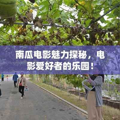 南瓜电影魅力探秘，电影爱好者的乐园！
