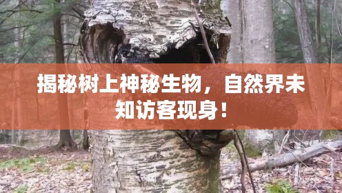揭秘树上神秘生物,自然界未知访客现身!