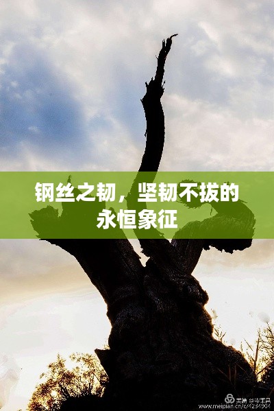 钢丝之韧,坚韧不拔的永恒象征