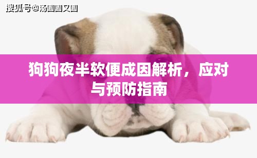 狗狗夜半软便成因解析,应对与预防指南