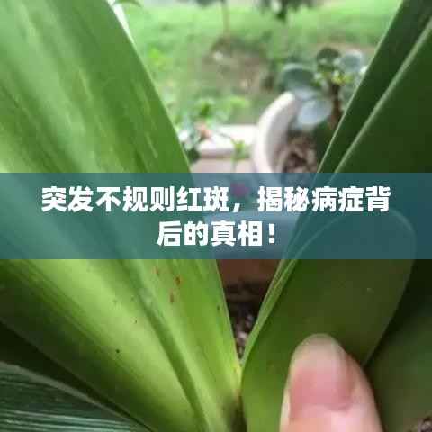 突发不规则红斑,揭秘病症背后的真相!