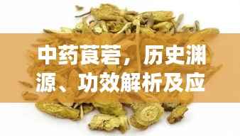 中药莨菪,历史渊源、功效解析及应用探究